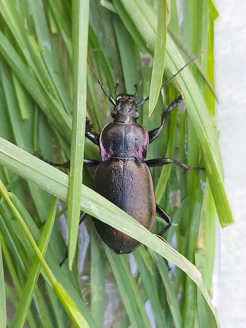 Carabus nemoralis - ligeti futrinka