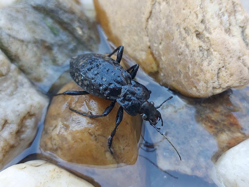 Carabus nodulosus - dunántúli vízifutrinka Carabus nodulosus - dunántúli vízifutrinka