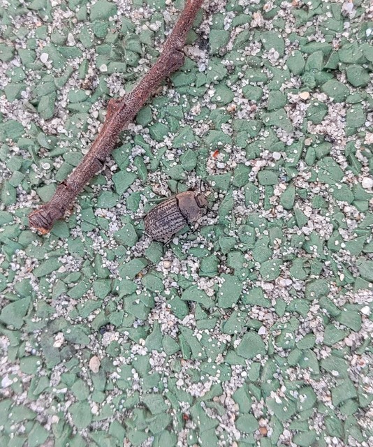 Opatrum sabulosum - sároshátú gyászbogár
