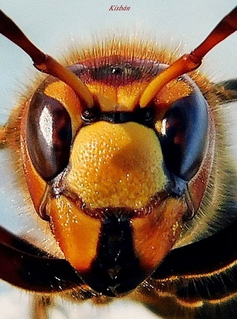 Vespa crabro - lódarázs