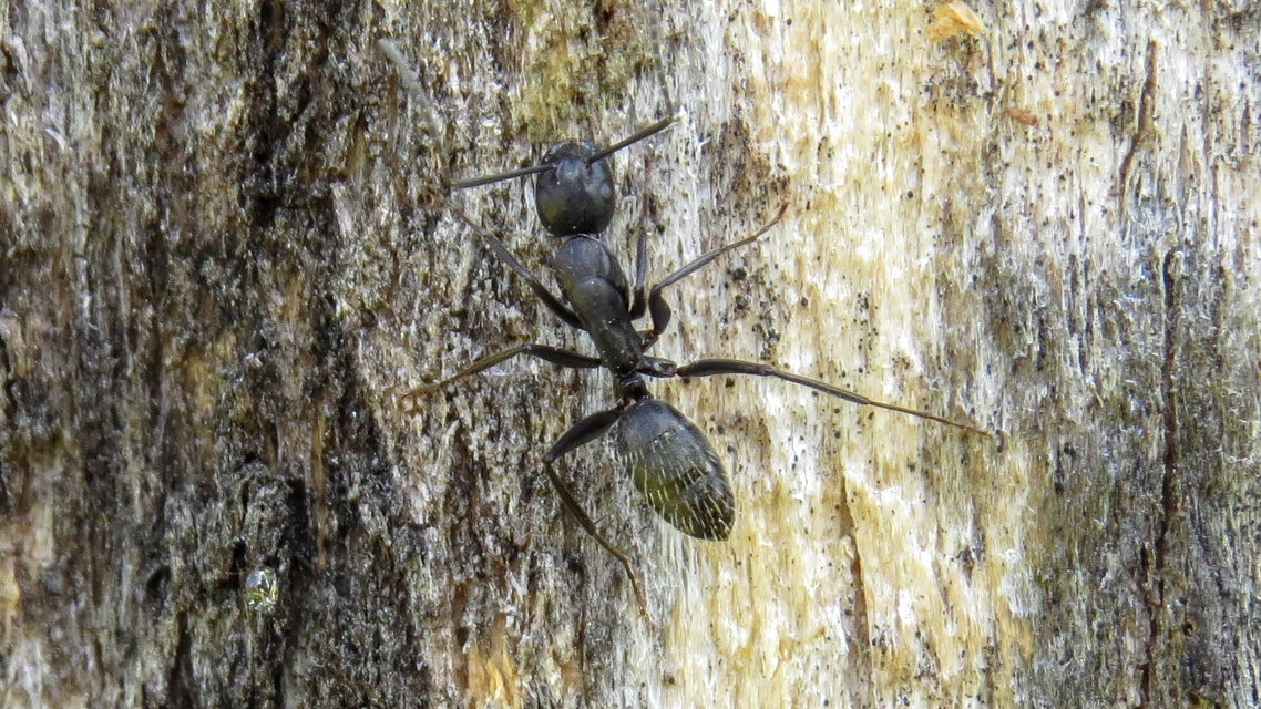 Camponotus vagus - fekete lóhangya