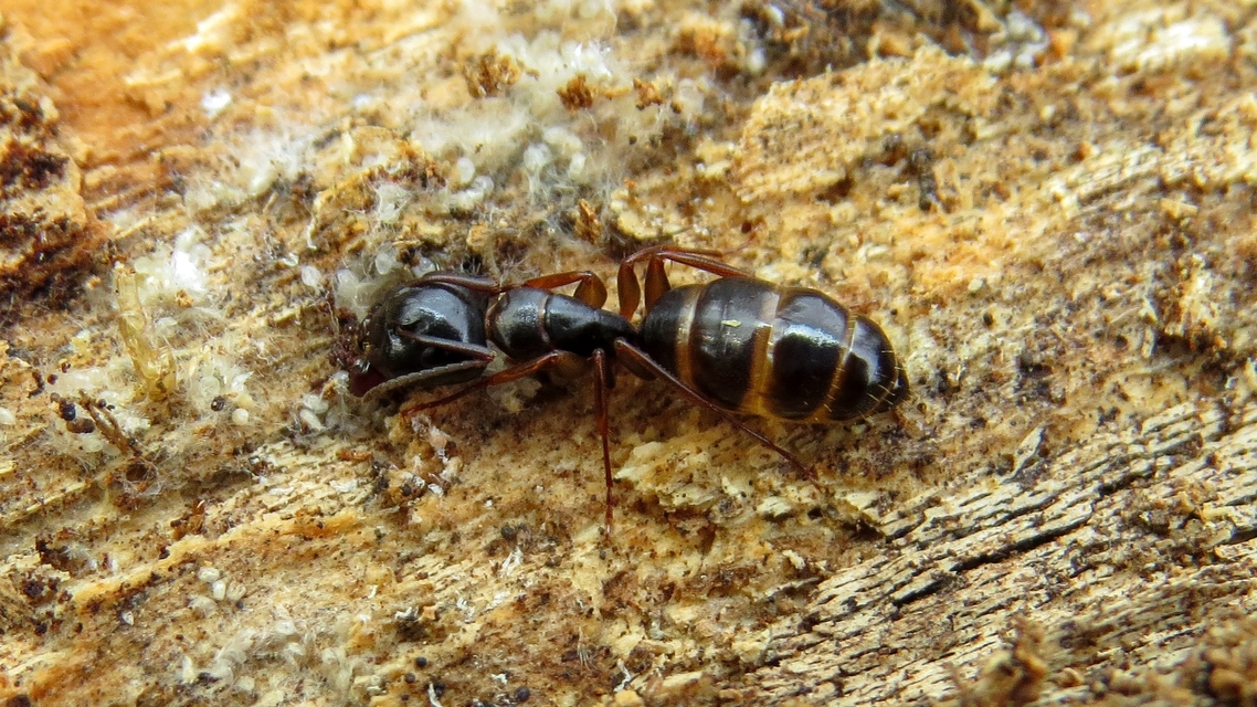 Camponotus fallax - ligeti lóhangya