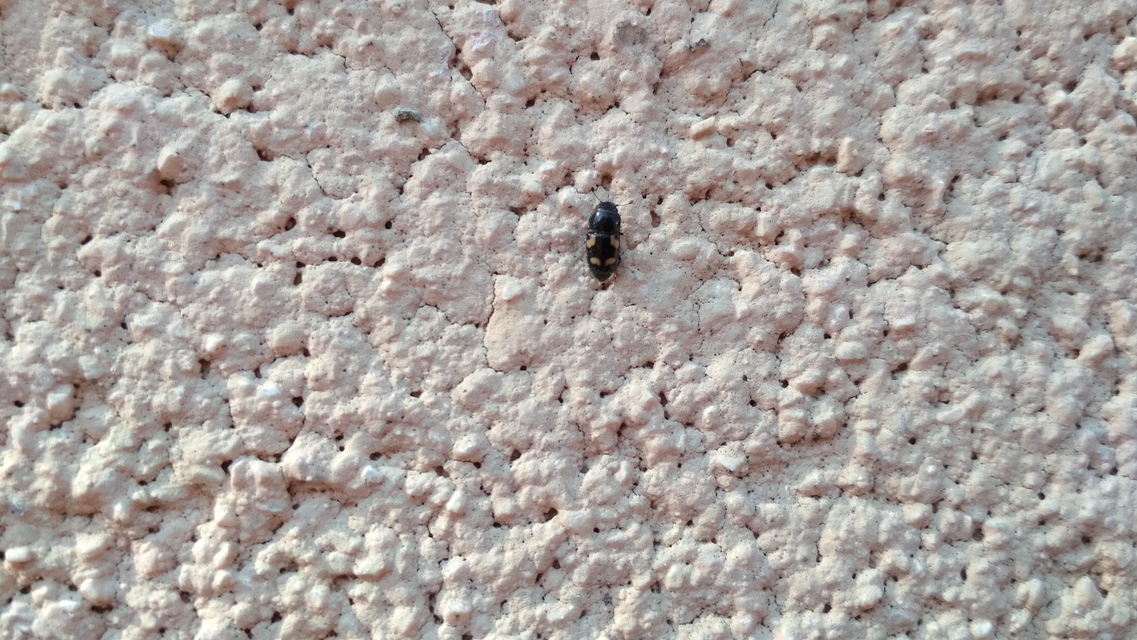 Glischrochilus quadrisignatus - amerikai fénybogár Glischrochilus quadrisignatus - amerikai fénybogár