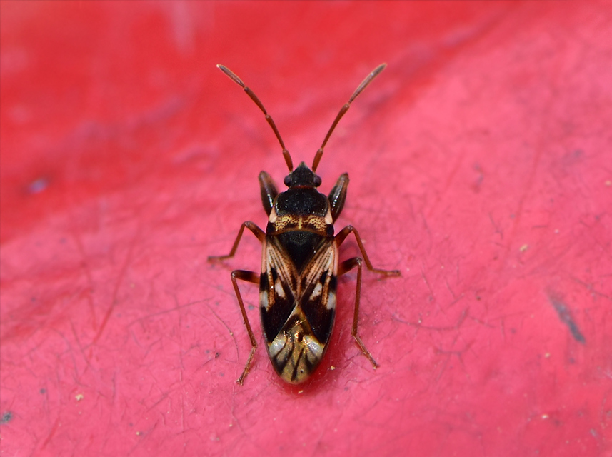 Scolopostethus pictus Scolopostethus pictus
