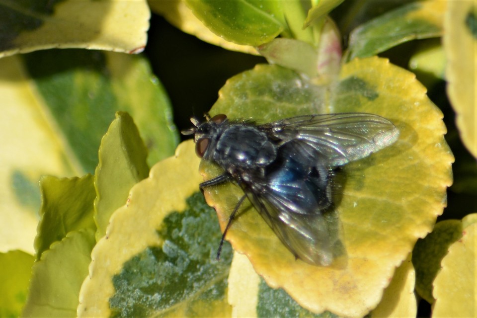 Calliphora