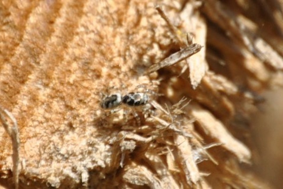 Salticus