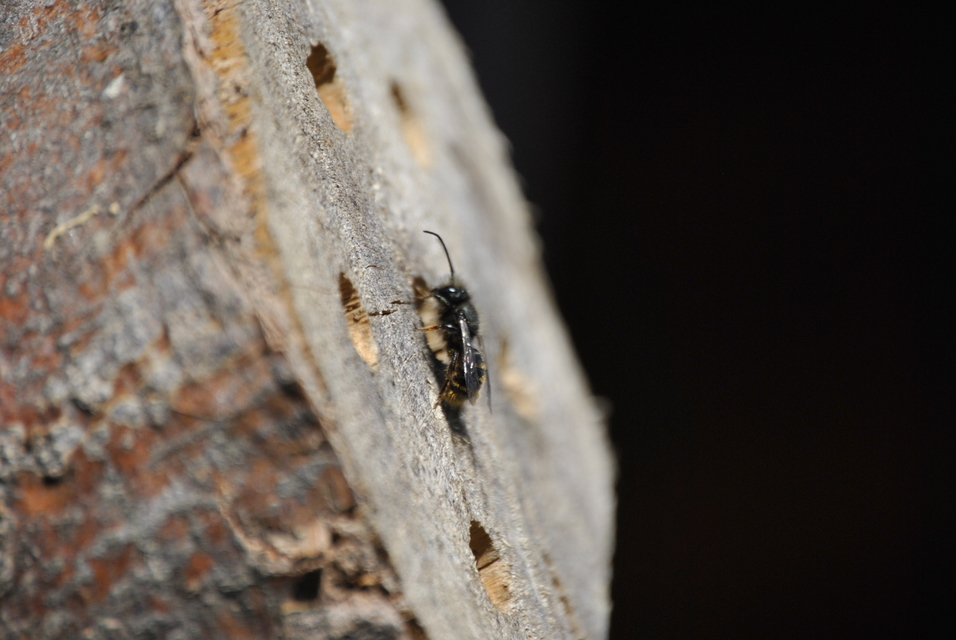 Hymenoptera - Hártyásszárnyúak Hymenoptera - Hártyásszárnyúak
