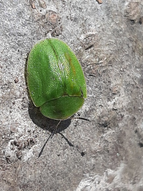 Cassida viridis - zöld pajzsbogár Cassida viridis - zöld pajzsbogár