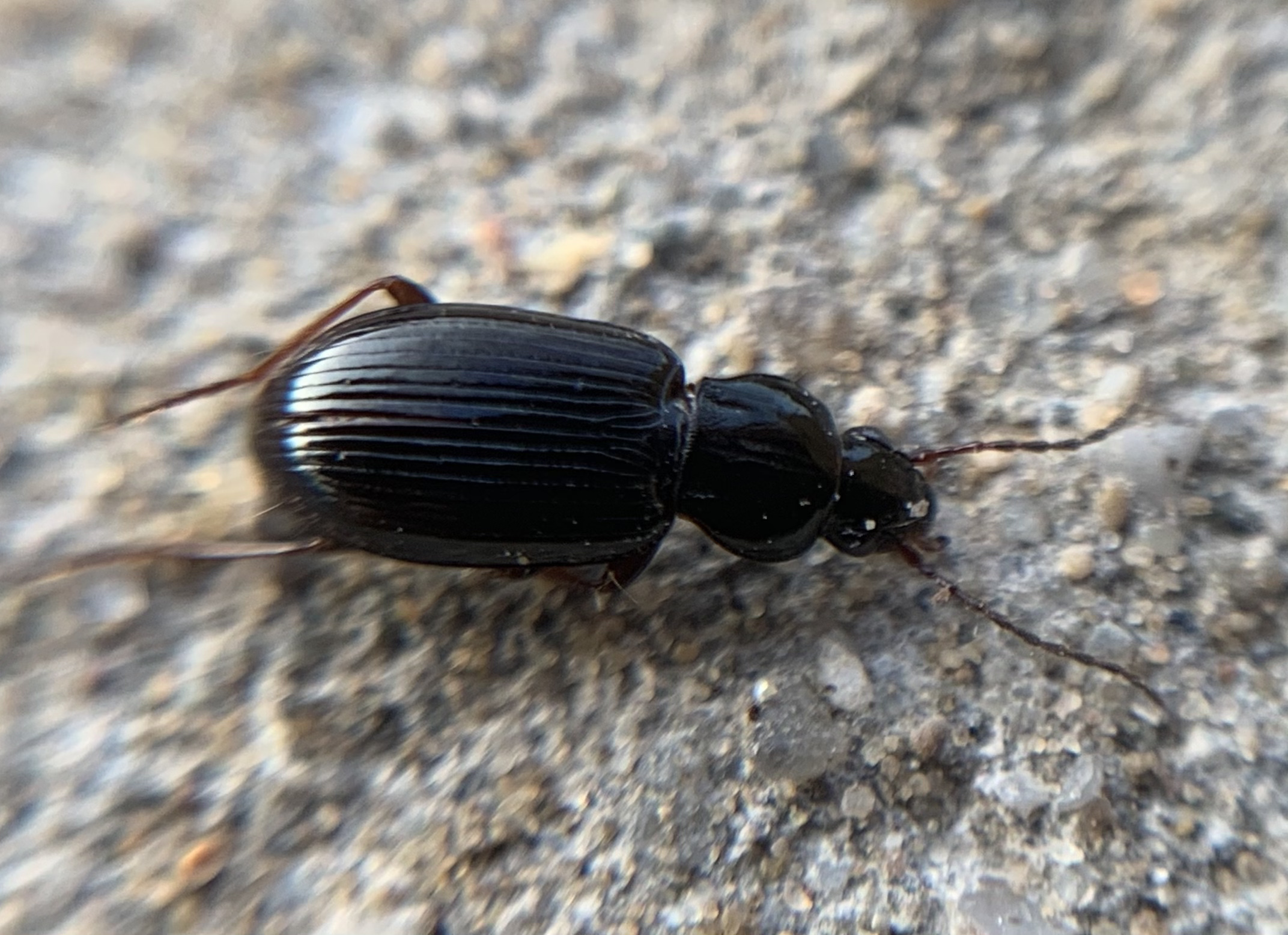 Pterostichus strenuus - gombszemű gyászfutó