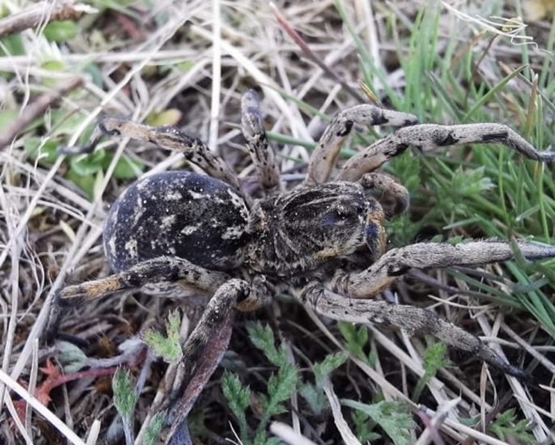 Geolycosa vultuosa - pokoli cselőpók