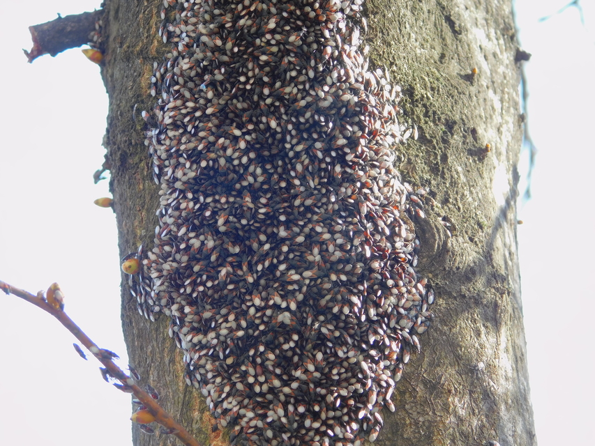 Oxycarenus lavaterae - hársbodobács