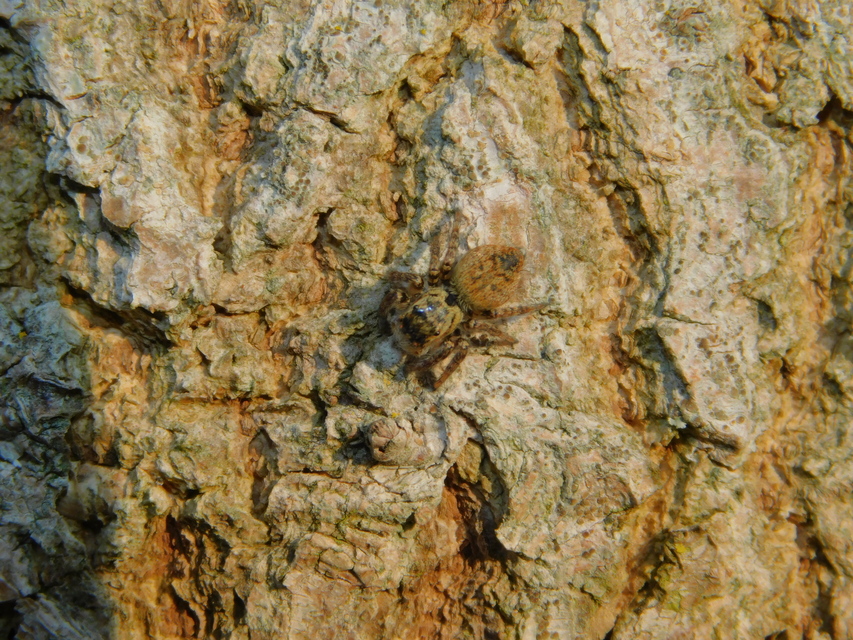 Carrhotus xanthogramma - rozsdás ugrópók