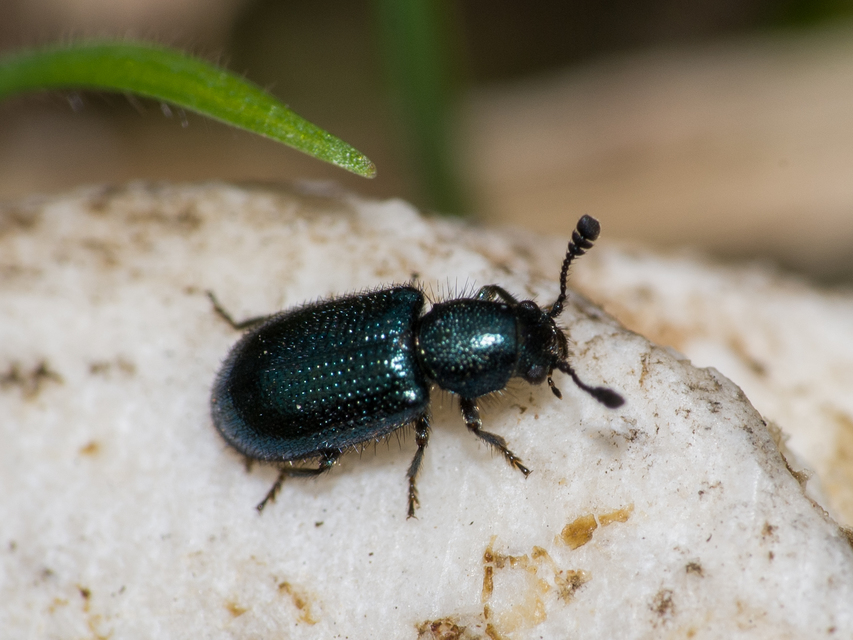 Necrobia violacea - kék hullabogár