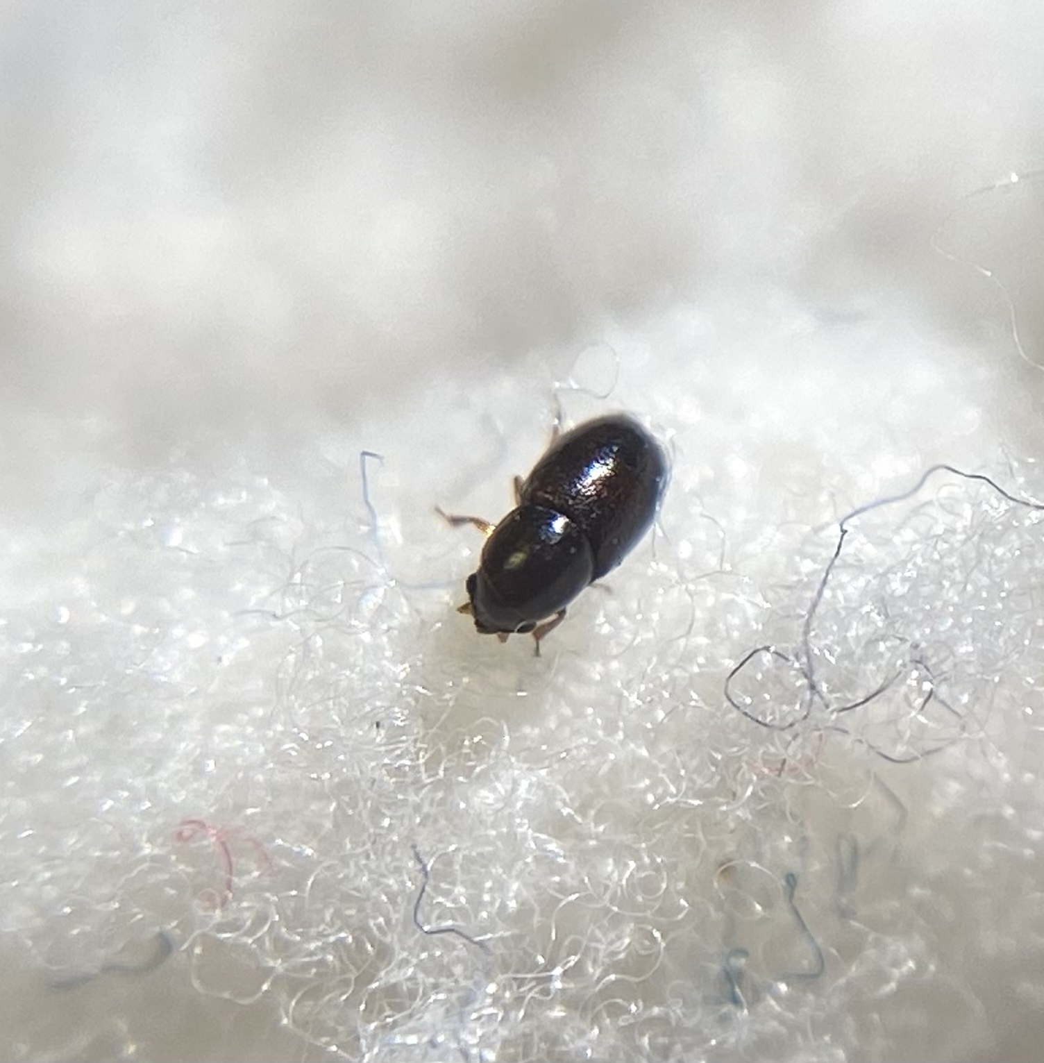 Octotemnus glabriculus - nyolcízes taplószú