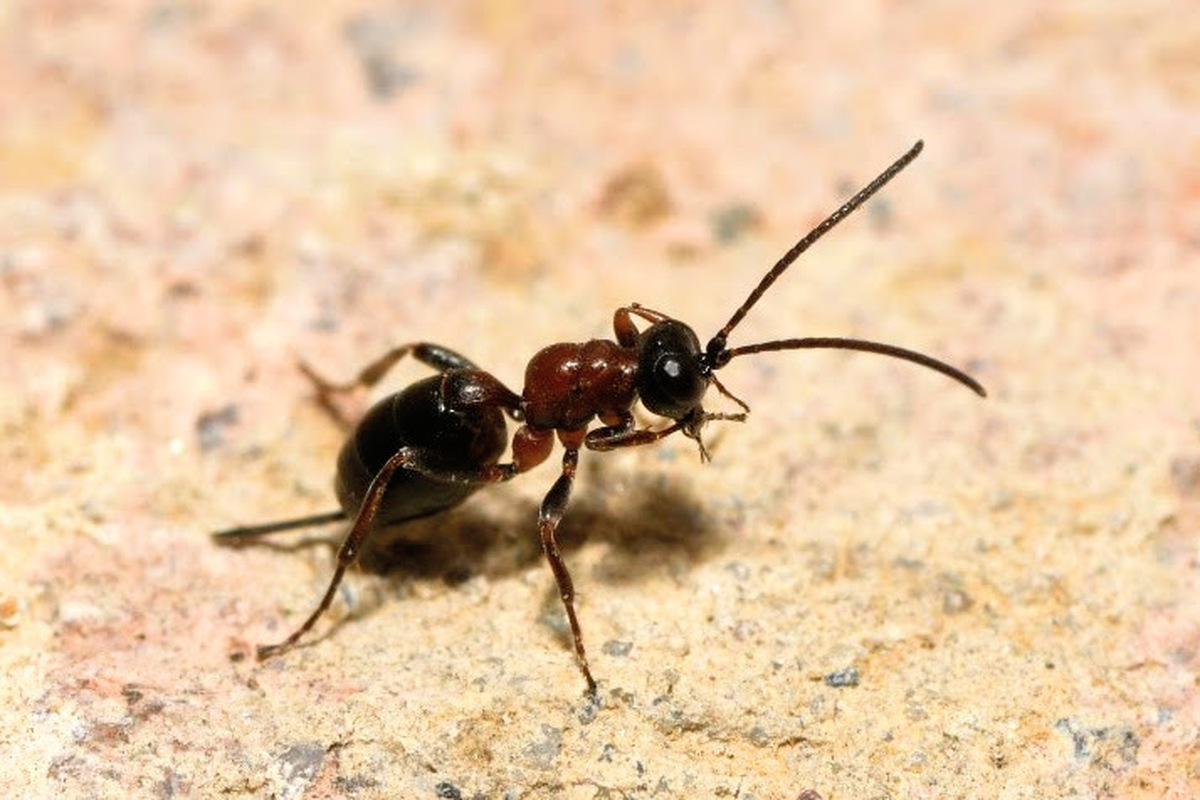 Thaumatogelis gallicus