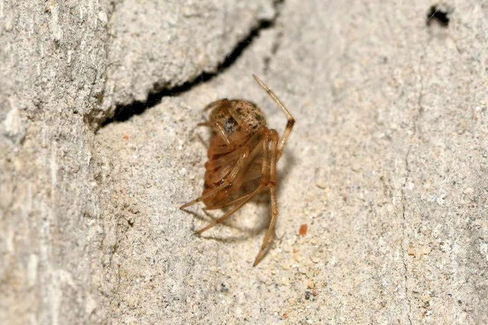 Parasteatoda