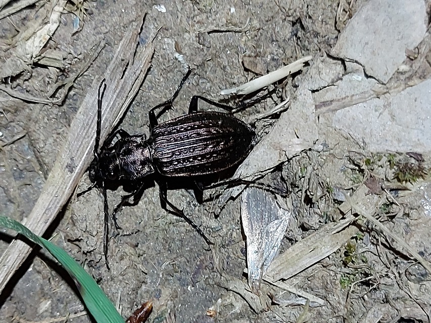 Carabus granulatus - mezei futrinka