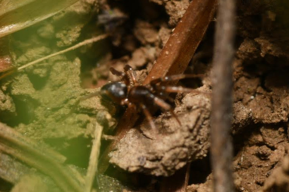 Phrurolithus
