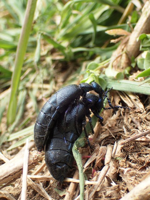 Meloe proscarabaeus - közönséges nünüke