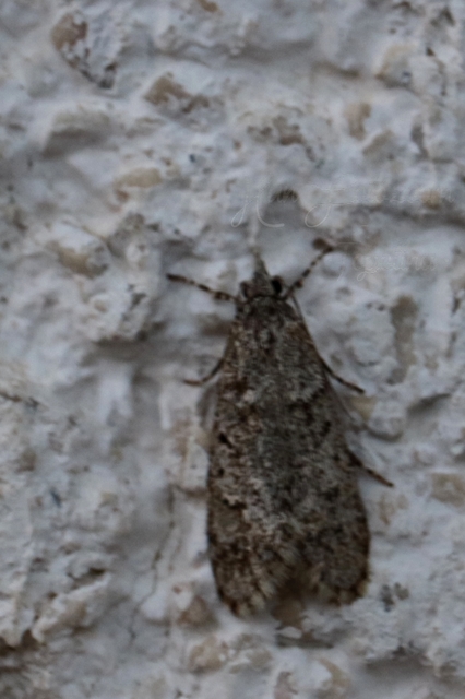 Diurnea fagella - szürke tavaszimoly