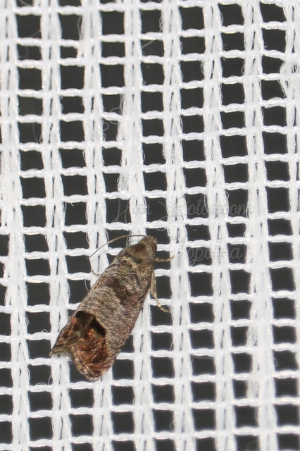 Cydia pomonella - almamoly