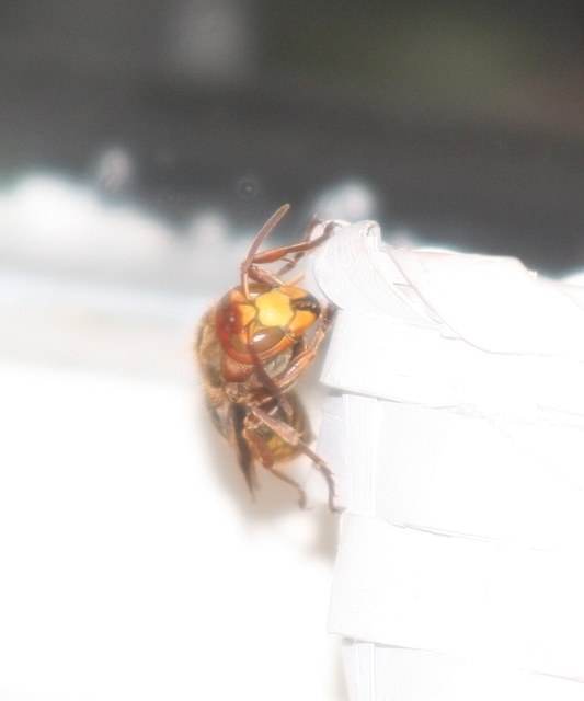 Vespa crabro - lódarázs