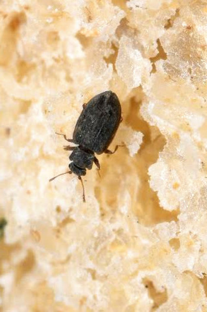 Latridiidae - pudvabogárfélék Latridiidae - pudvabogárfélék