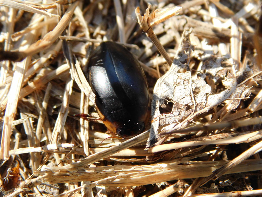 Hydaticus seminiger - fekete mocsáricsíkbogár