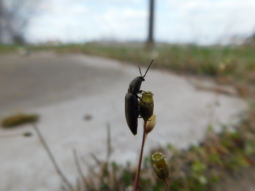 Cidnopus ruzenae - fémfekete pattanó