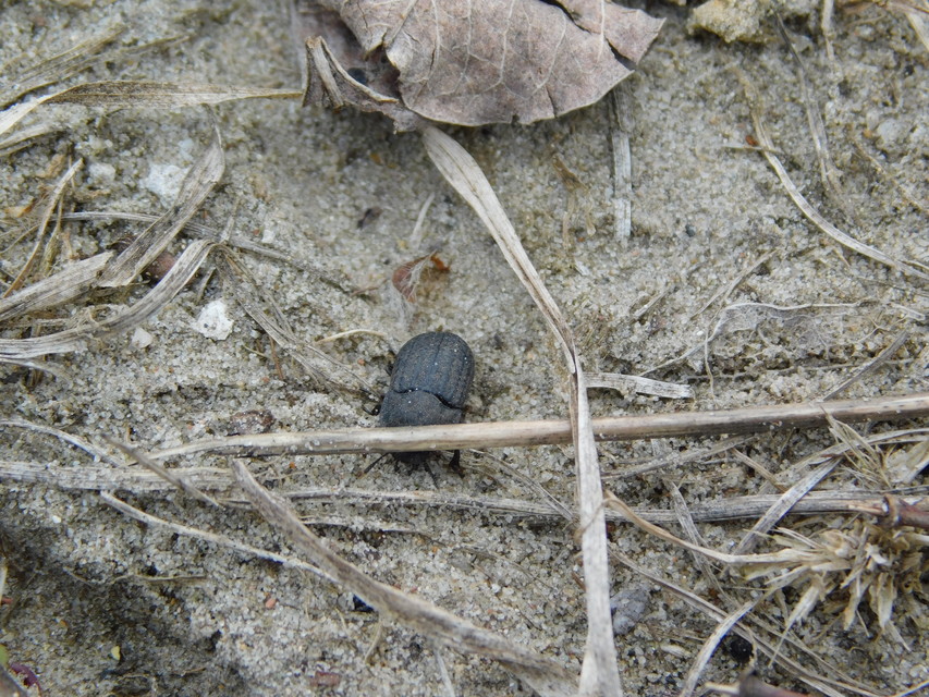 Opatrum sabulosum - sároshátú gyászbogár