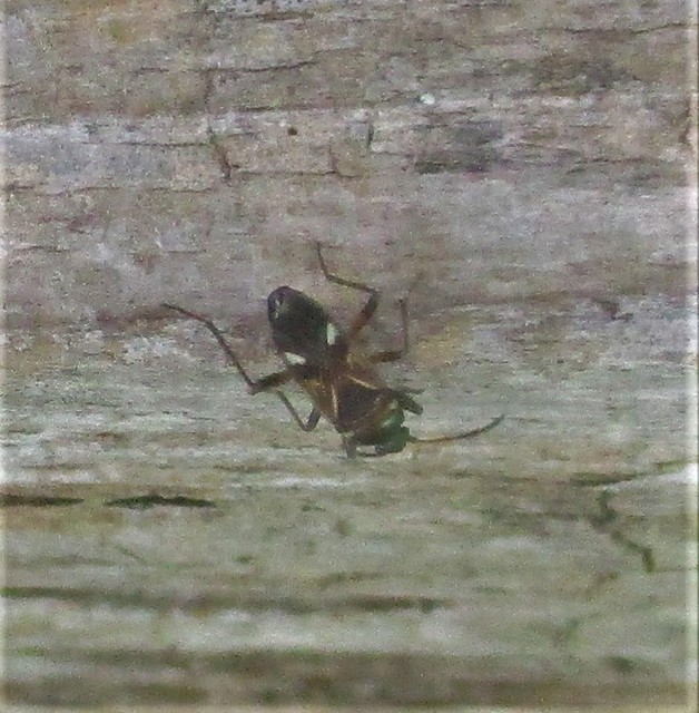 Raglius alboacuminatus - tarka díszesbodobács