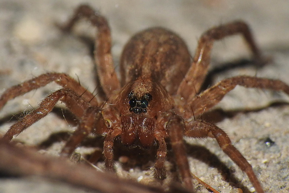 Trochosa