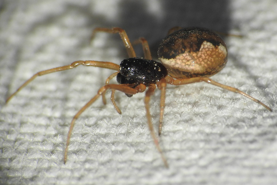 Pachygnatha degeeri
