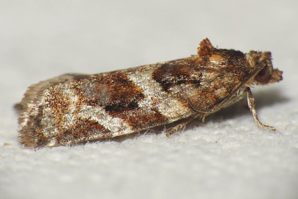 Argyrotaenia ljungiana - ékes sodrómoly