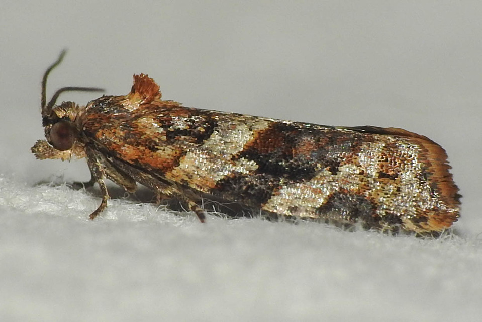 Argyrotaenia ljungiana - ékes sodrómoly