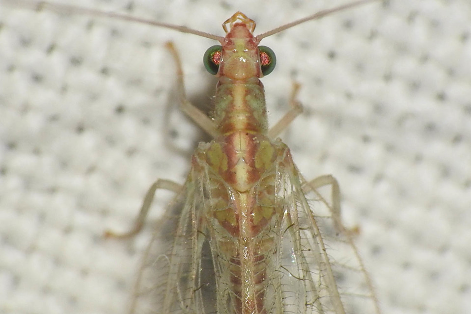Chrysopidae - zöldfátyolkák