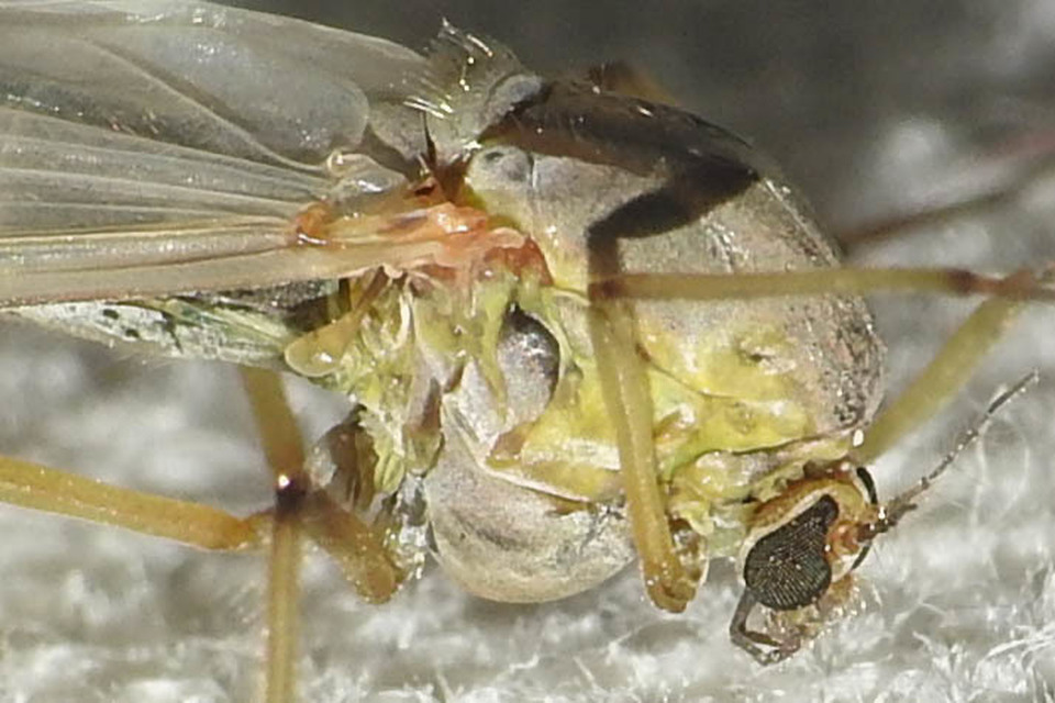 Chironomidae - árvaszúnyogok