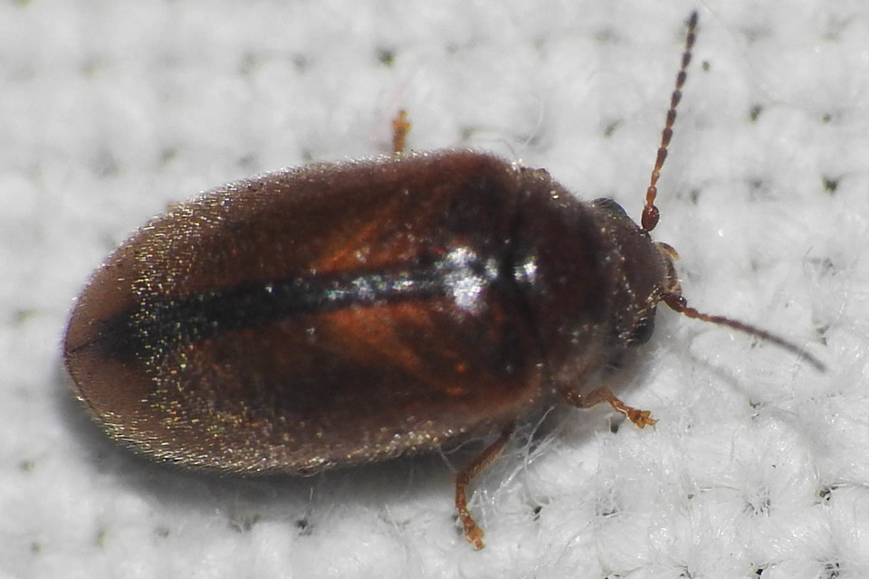 Scirtidae - rétbogárfélék