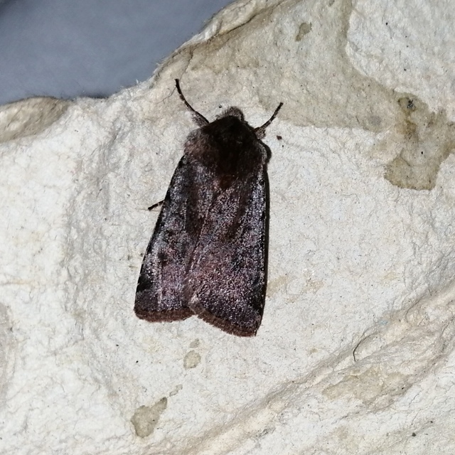 Cerastis rubricosa - vörhenyes tavaszibagoly