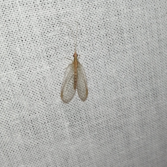 Chrysopidae - zöldfátyolkák