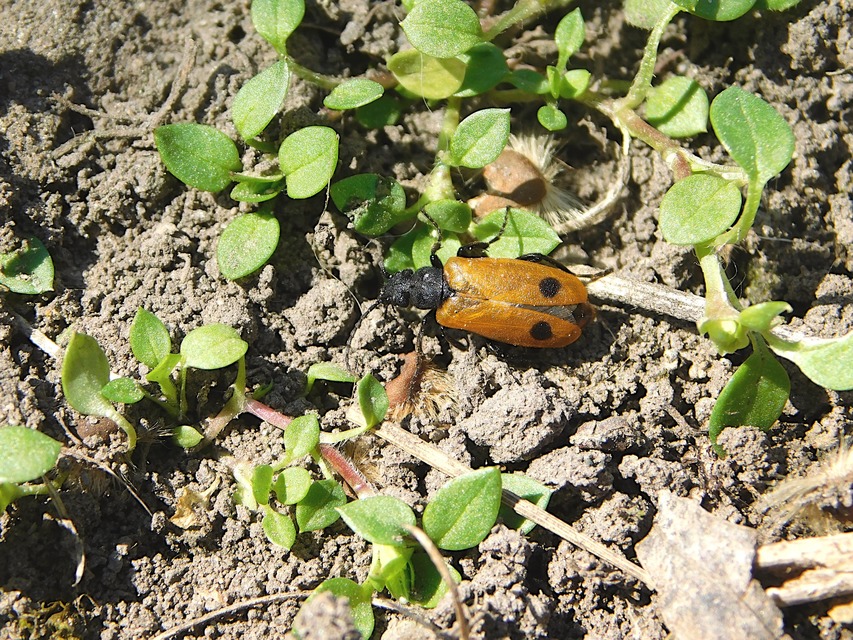 Apalus bimaculatus - kétfoltos élősdibogár