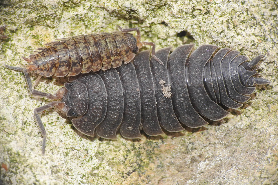 Porcellio scaber - érdes pinceászka