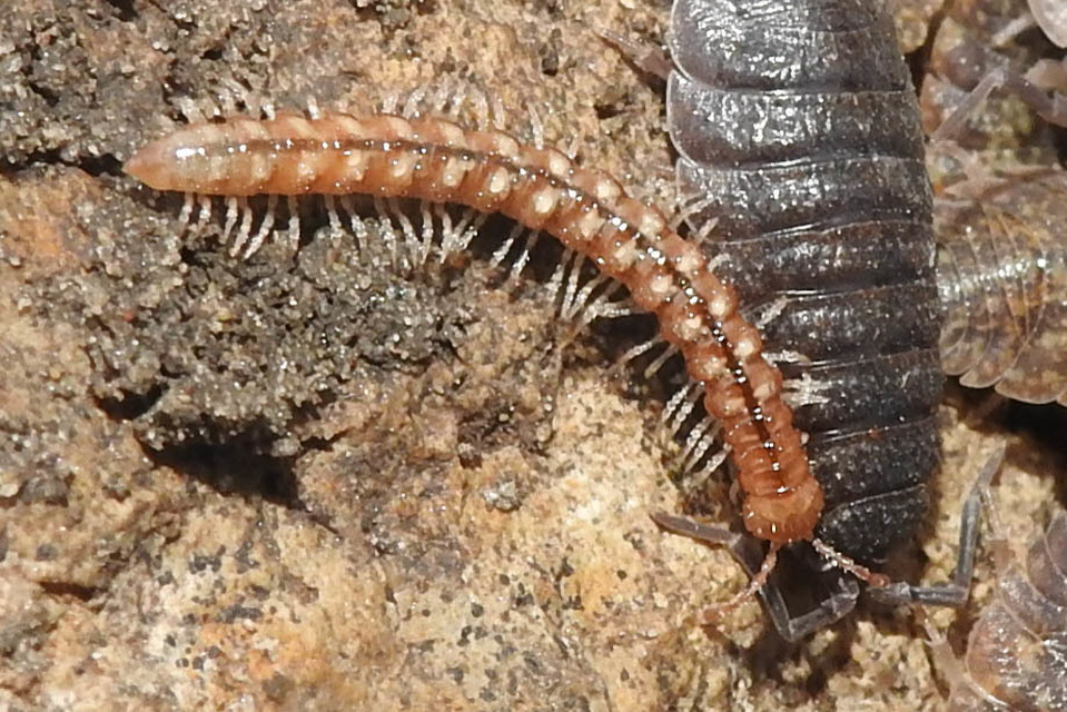 Paradoxosomatidae