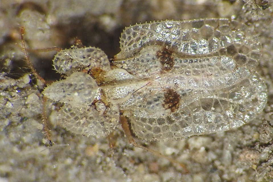 Corythucha ciliata - platán-csipkéspoloska