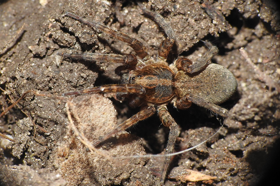 Trochosa
