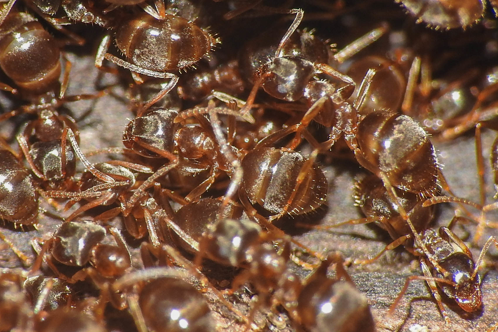 Lasius alienus - kövi feketehangya