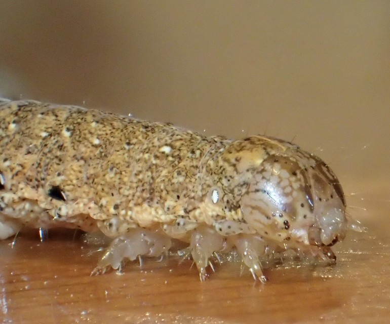 Noctua fimbriata - szélessávú sárgafűbagoly