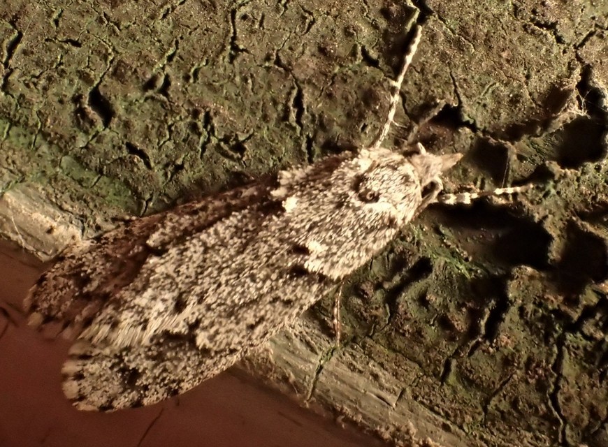 Diurnea fagella - szürke tavaszimoly