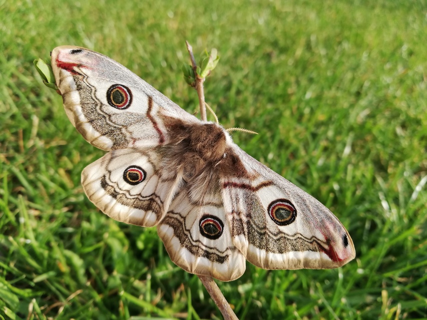 Saturnia pavoniella/pavonia