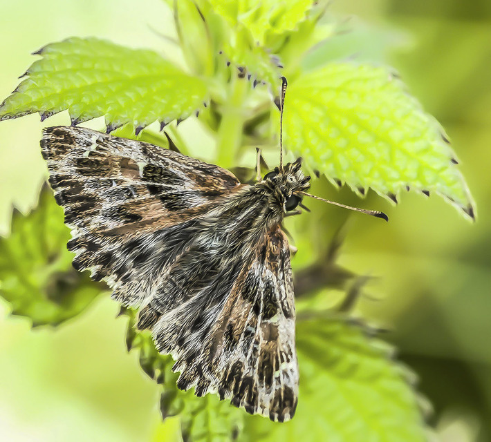 Carcharodus alceae - mályva-busalepke